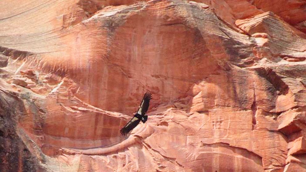 FILE - This April 8, 2019, file photo, provided by the National Parks Service shows a California condor in Zion National Park in Utah. Zion National Park officials say an endangered California condor chick has left the nest and grown wings large enou