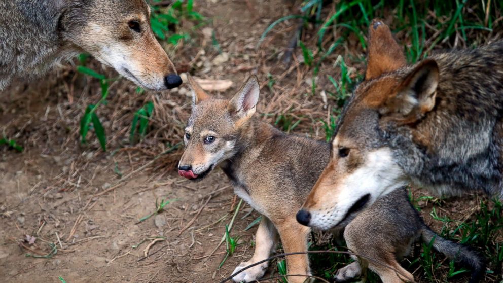 FILE - In this June 13, 2017, file photo, the parents of this 7-week old red wolf pup keep an eye on their offspring at the Museum of Life and Science in Durham, N.C. A pack of wild canines found frolicking near the beaches of the Texas Gulf Coast ha