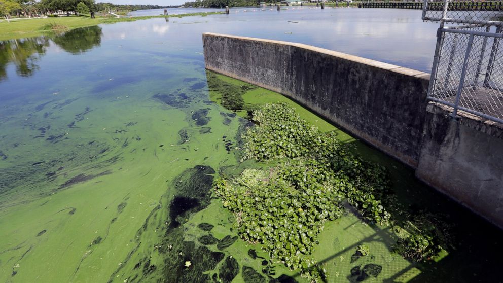 FILE - In this Thursday, July 12, 2018 file photo, an algae bloom appears on the Caloosahatchee River at the W.P. Franklin Lock and Dam in Alva, Fla. A study released on Wednesday, Jan. 6, 2021, shows America’s rivers are changing color, mostly becau