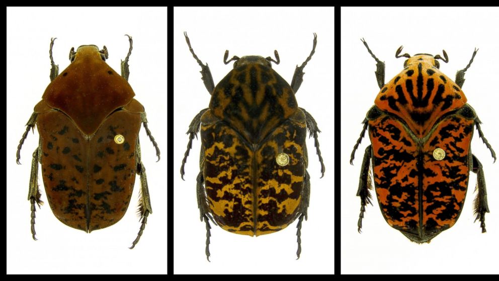 Professor Names Beetle Species After Game Of Thrones Abc News