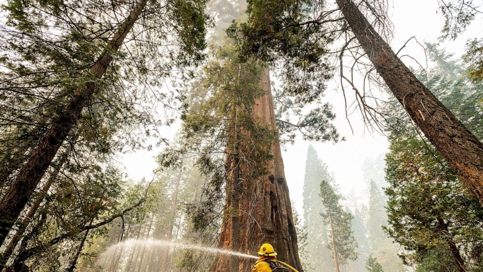 Thousands fight wildfires threatening California's sequoias