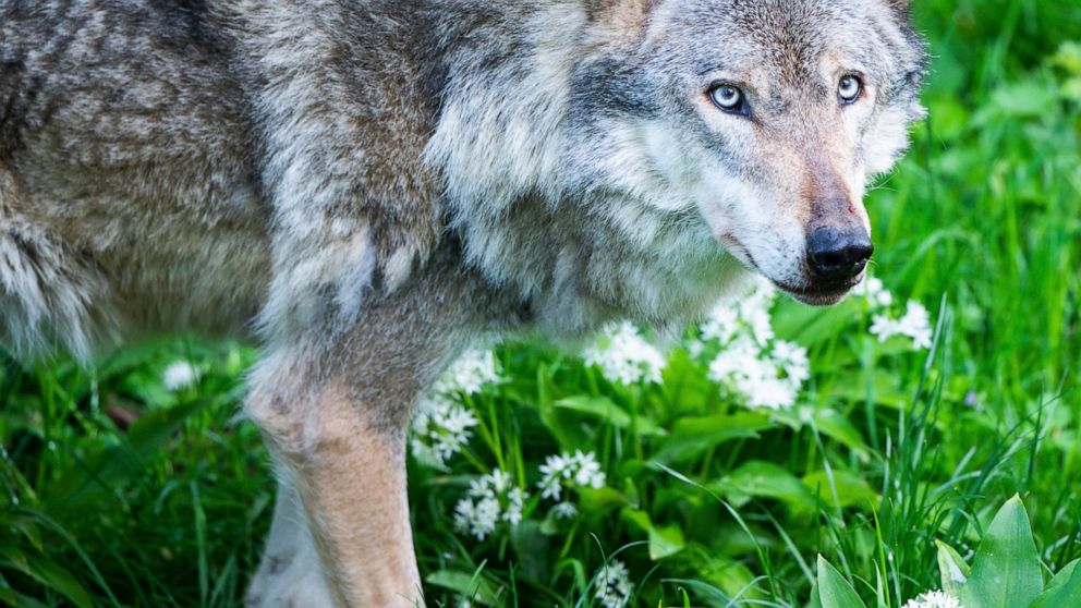 Saying the wolf. Карпатский волк. Дикий волк. Волки в Европе.