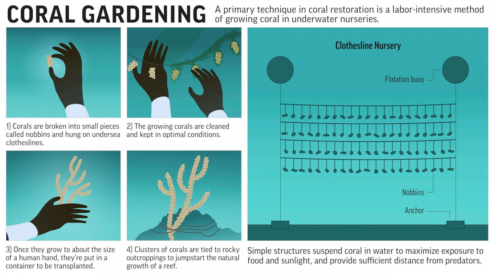 Coral Gardeners Bring Back Jamaica S Reefs Piece By Piece Abc News