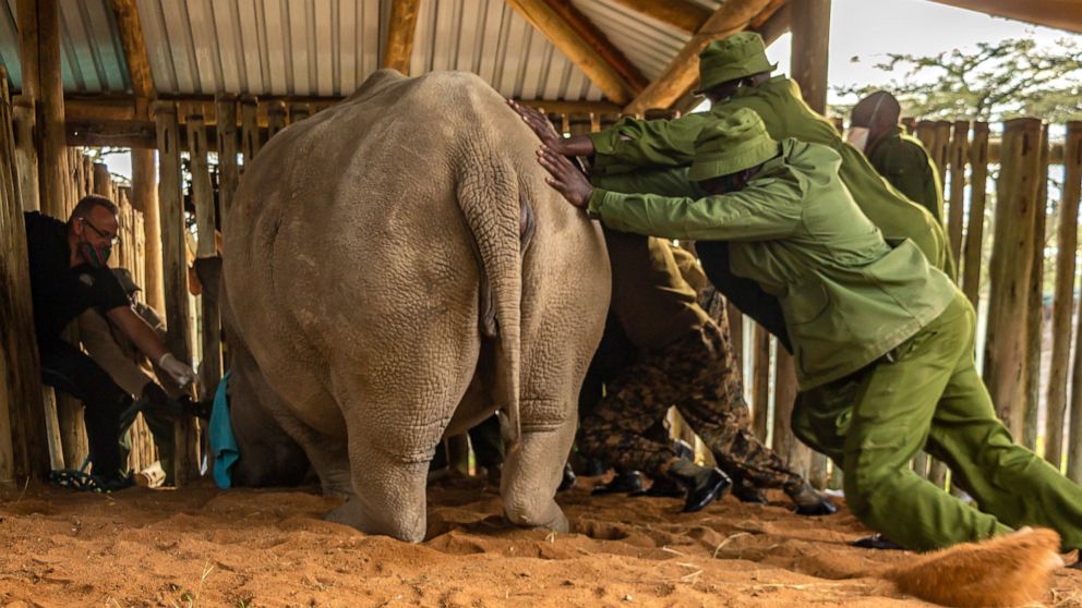 A team of scientists and local rangers prepare to extract eggs from one of the two remaining female northern white rhinos at an enclosure at Ol Pejeta Conservancy, Kenya, Tuesday, Aug. 18, 2020. An international team of scientists said they have succ