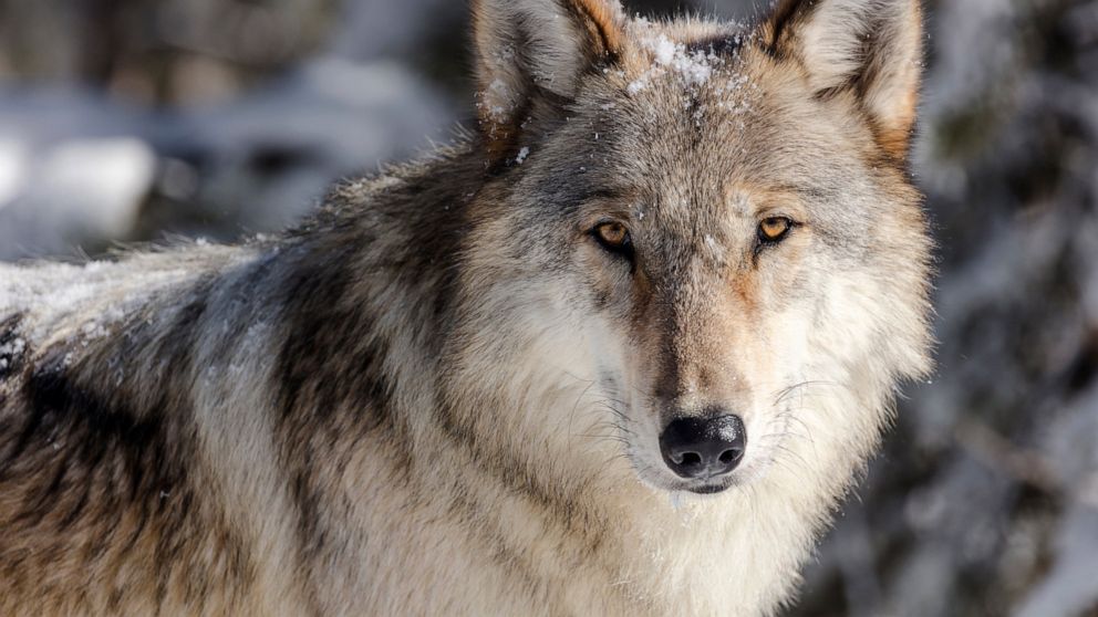 Idaho reaches deal to reimburse hunters who kill wolves