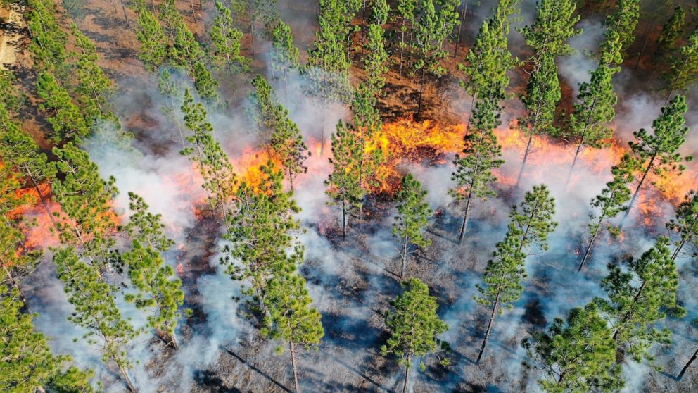 This photo provided by The Nature Conservancy shows a prescribed fire sweeping through longleaf pines in 2019 at The Nature Conservancy's Calloway Preserve near Fort Bragg, N.C. An intensive effort in nine coastal states from Virginia to Texas is bri