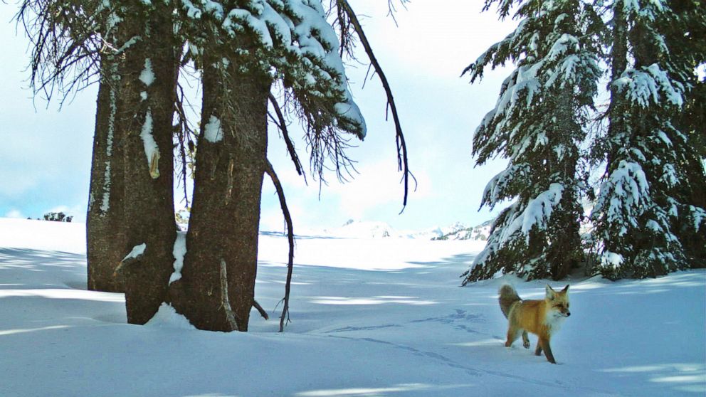 Sierra Nevada red fox to be listed as federally endangered