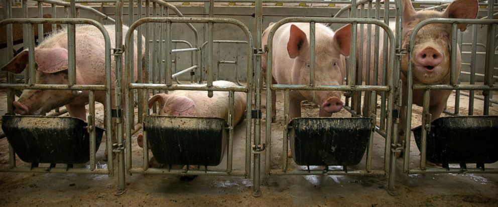 In this May 8, 2019, photo, pigs eat feed at a pig farm in Panggezhuang village in northern Chinas Hebei province. As a deadly virus ravages pig herds across Asia, scientists are accelerating efforts to develop a vaccine to help guard the worlds po