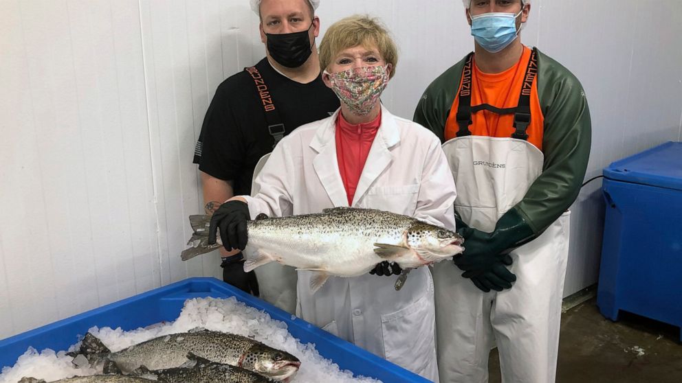 In this image provided by AquaBounty Technologies Inc., company CEO Sylvia Wulf, poses for a photo with processing associates Skyler Miller, back left, and Jacob Clawson with genetically modified salmon from the company's indoor aquaculture farm, Wed