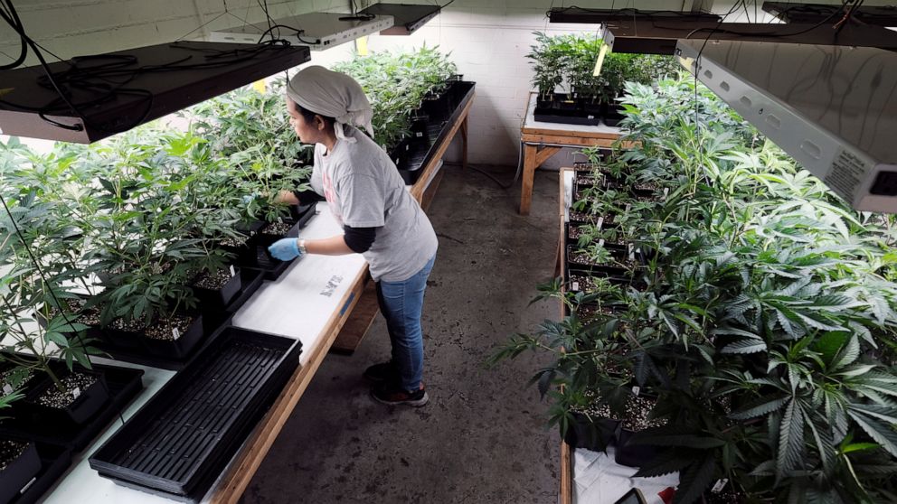 FILE - In this Dec. 27, 2018 file photo a grower attends to a crop of young marijuana plants in Gardena, Calif. Los Angeles prosecutors are joining other California district attorneys to tap technology that could wipe out or reduce more than 50,000 o