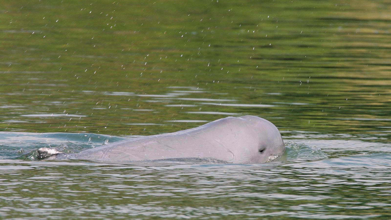 irrawaddy river dolphin