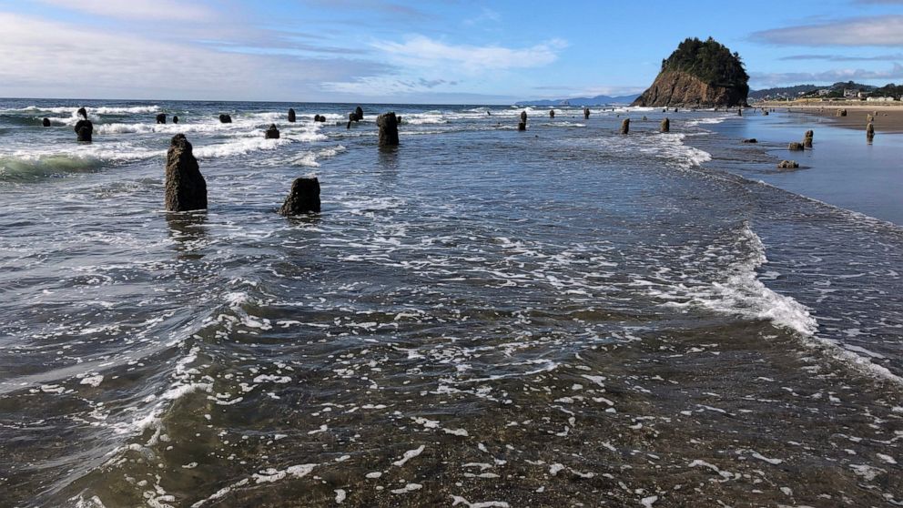 In this Thursday, Aug. 1, 2019, photo, evidence of a Cascadia earthquake's awesome destructive power is visible at the beach in Neskowin, Ore. A "ghost forest" of Sitka spruces juts up from the beach in the tiny town. The trees were likely buried by 