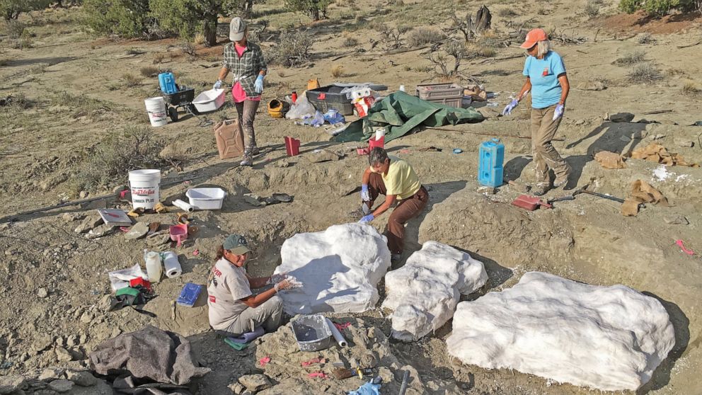 fossil excavation sites