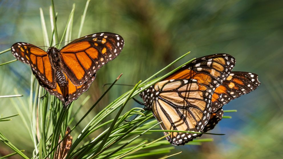 Butterflies land on branches at Monarch Grove Sanctuary in Pacific Grove, Calif., Wednesday, Nov. 10, 2021. The number of Western monarch butterflies wintering along California's central coast is bouncing back after the population reached an all-time