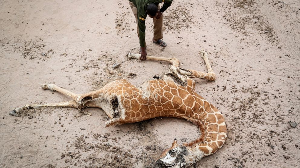 Mohamed Mohamud, a ranger from the Sabuli Wildlife Conservancy, looks at the carcass of a giraffe that died of hunger near Matana Village, Wajir County, Kenya, Monday, Oct. 25, 2021. As world leaders address a global climate summit in Britain, drough