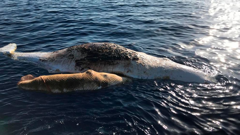 A sperm whale and its baby, tangled in a fishing net, lie dead in the Tyrrhenian sea off Italy, Thursday, June 20, 2019. An Italian environmental group is reporting the sighting of a dead mother sperm whale and its baby that became tangled in a fishi