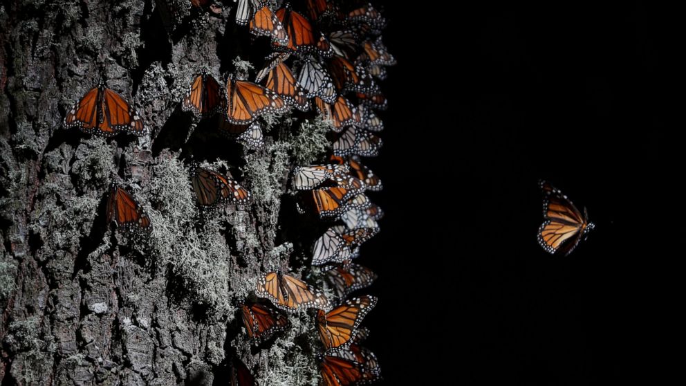 FILE - A monarch butterfly takes off from a tree trunk in the winter nesting grounds of El Rosario Sanctuary, near Ocampo, Michoacan state, Mexico, Jan. 31, 2020. The first monarch butterflies have appeared in the mountaintop forests of central Mexic