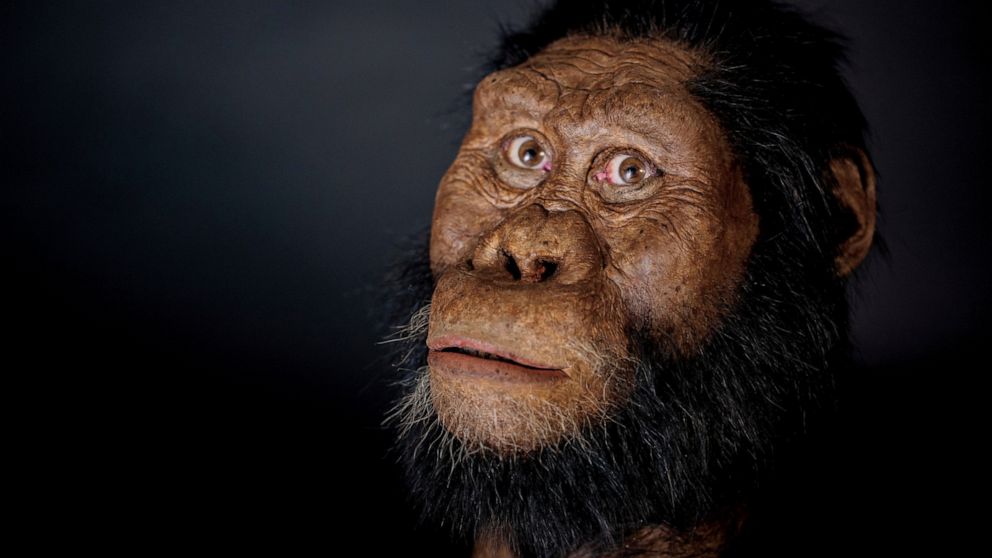 This undated photo provided by the Cleveland Museum of Natural History in August 2019 shows a facial reconstruction model by John Gurche made from a fossilized cranium of Australopithecus anamensis. The species is considered to be an ancestor of A. a