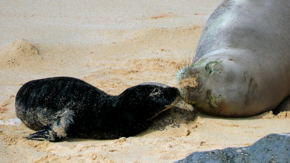 Birth of endangered Hawaiian monk seal caught on camera