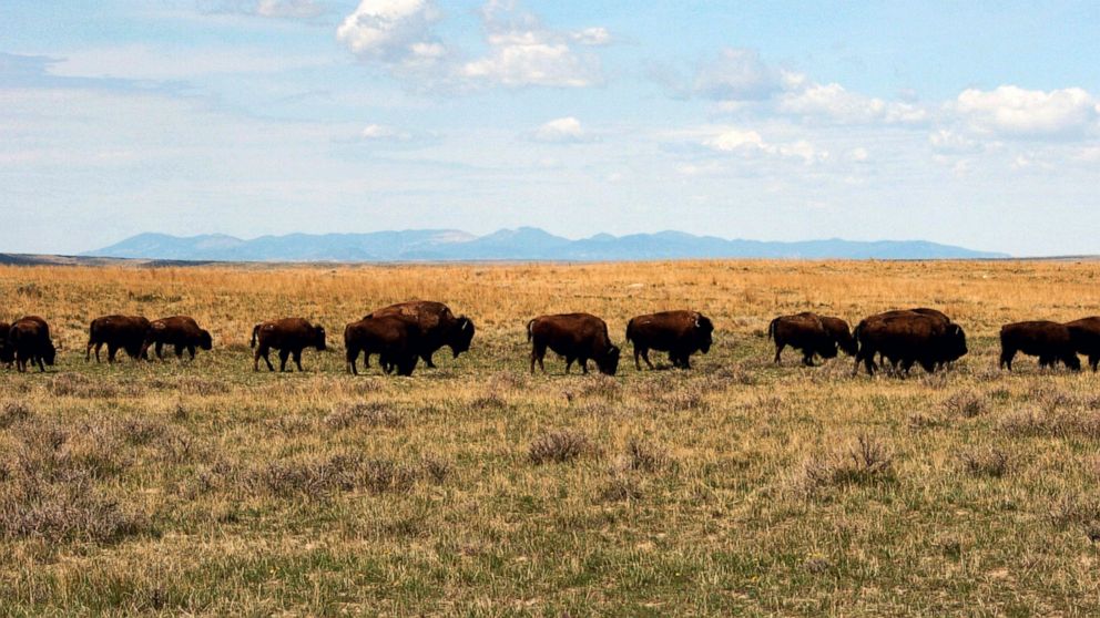 US agency to look at bringing back bison on Montana refuge