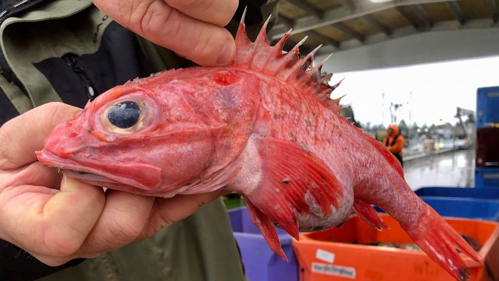 In this Dec. 11, 2019 photo, Kevin Dunn, who fishes off the coasts of Oregon and Washington, holds an aurora rockfish at a processing facility in Warrenton, Oregon. A rare environmental success story is unfolding in waters off the U.S. West Coast as 
