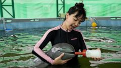 Rescued Irrawaddy dolphin calf dies despite weeks of care