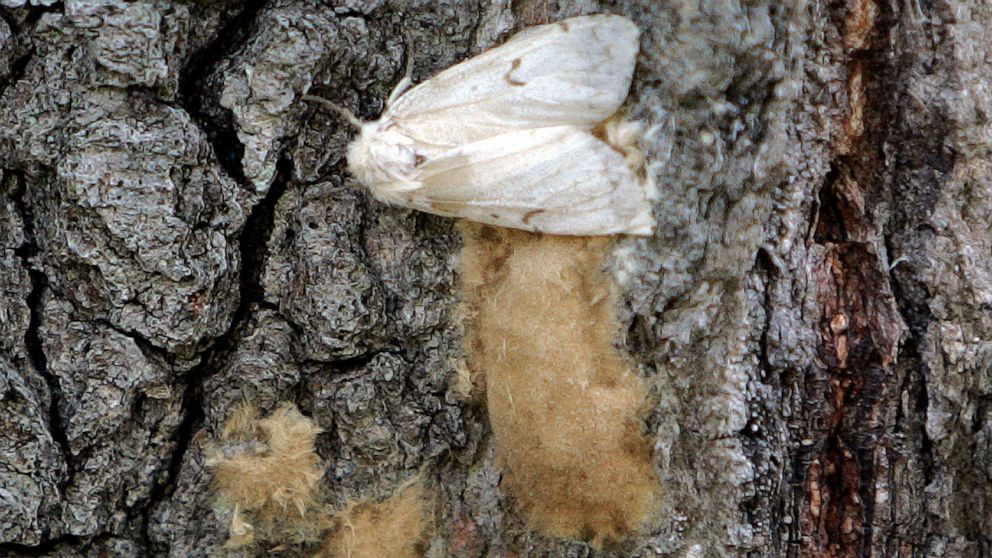 FILE - In this July 28, 2008 file photo, a female Lymantria dispar moth lays her eggs on the trunk of a tree in the Salmon River State Forest in Hebron, Conn. In July 2021, the Entomological Society of America announced it is dropping the common name