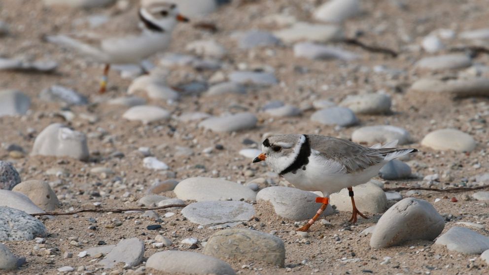 In this May 30, 2019 photo, a piping plover walks on the sand in Glen Haven, Mich. Trouble is brewing for the piping plovers, already one of the Great Lakes region's most endangered species, as water levels surge during a rain-soaked spring that has 