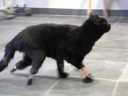 VIDEO: Oscar is fitted with prosthetic limbs after losing his rear feet in an accident.
