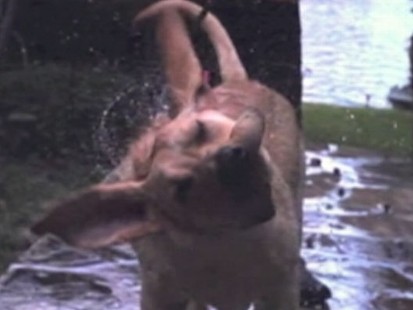 VIDEO: Scientists study how fast a wet dog must shake to dry off.