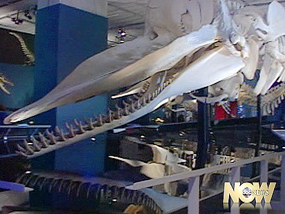 Whales of Tohora