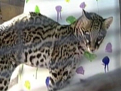 VIDEO: Ocelots Art