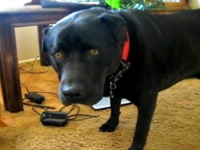 YouTube Videos Show Dogs Howling to Law & Order Theme Song