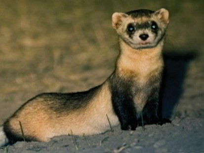 VIDEO: Animals think and plan