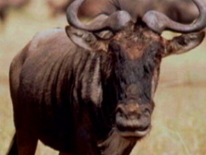 VIDEO: Jane Goodalls insight on man versus nature