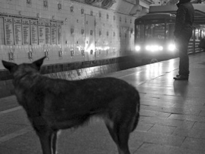 VIDEO: Russian scientists describe the strays commuting skills and panhandling tactics