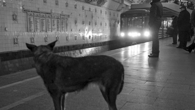 Stray Dogs Master Complex Moscow Subway 