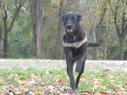 VIDEO: Author of "Inside of a Dog" explains how dogs learn words and possibly language.