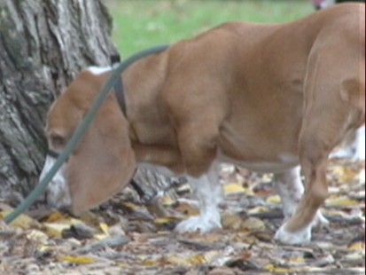 VIDEO: Can Dogs Really Smell Time?