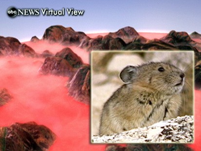 VIDEO: The Pika faces extinction in North America due to global warming