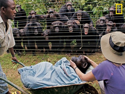 VIDEO: Chimpanzees in Cameroon grieve while watching a burial of one of their own.