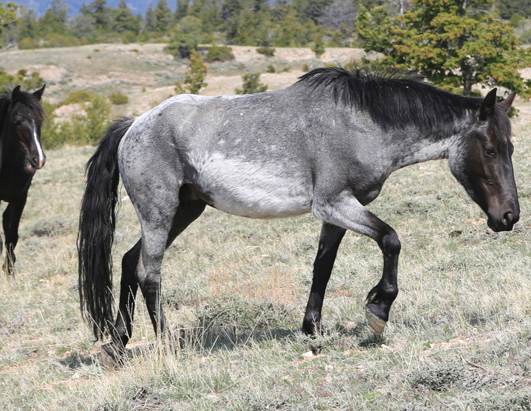 Wild Mustangs in Montana, Wyoming Photos - ABC News