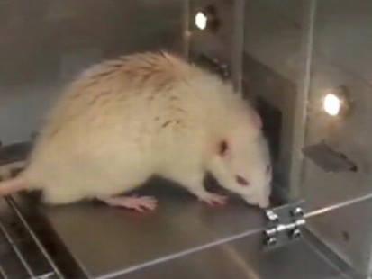 VIDEO: A rat taste tests liquids in Opertechs machine in order to help the company find new flavors.