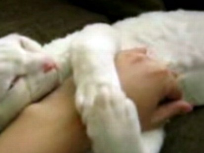 VIDEO: A viral video shows a particularly affectionate cat hugging its owner.