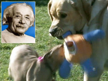 Picture of Albert Einstein and dogs.