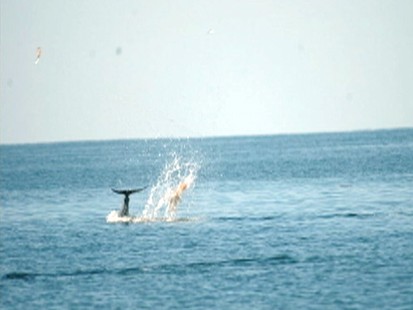 VIDEO: Scientists film dolphins using their tails to toss jellyfish.