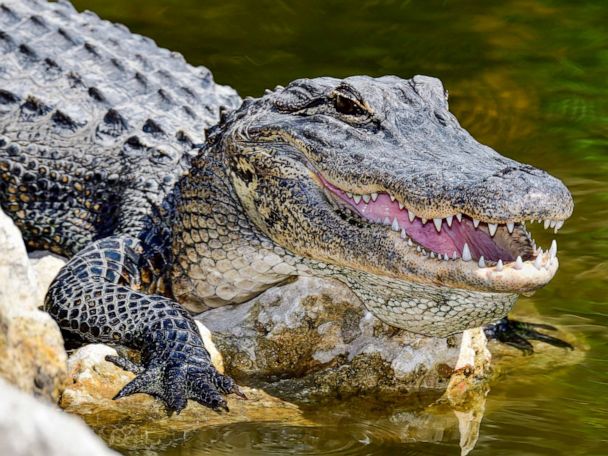 Is Alligator Poisonous?