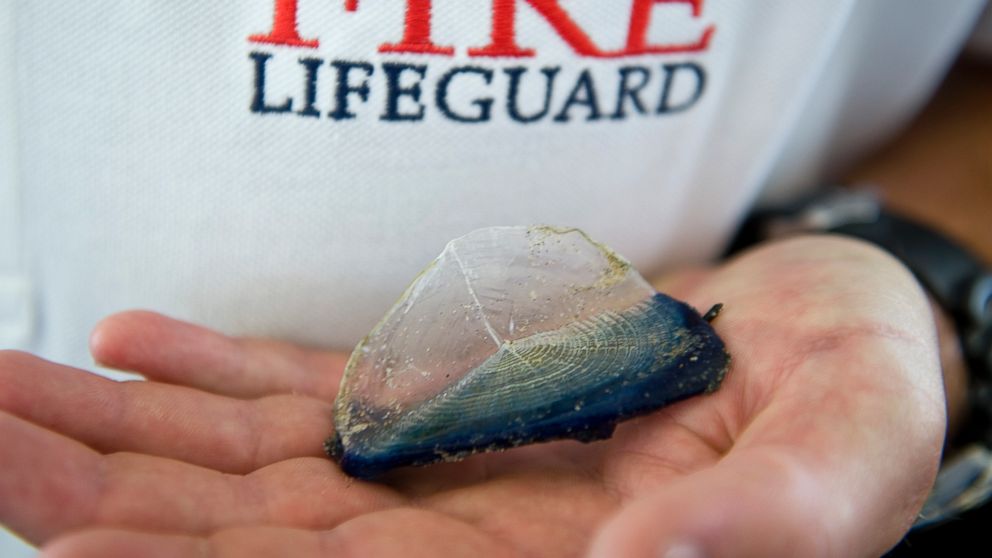 A Newport Beach lifeguard holds a by-the-wind-sailor, or Velella, jellyfish that washed up on the beach in Newport Beach, Calif. on Aug. 21, 2014.