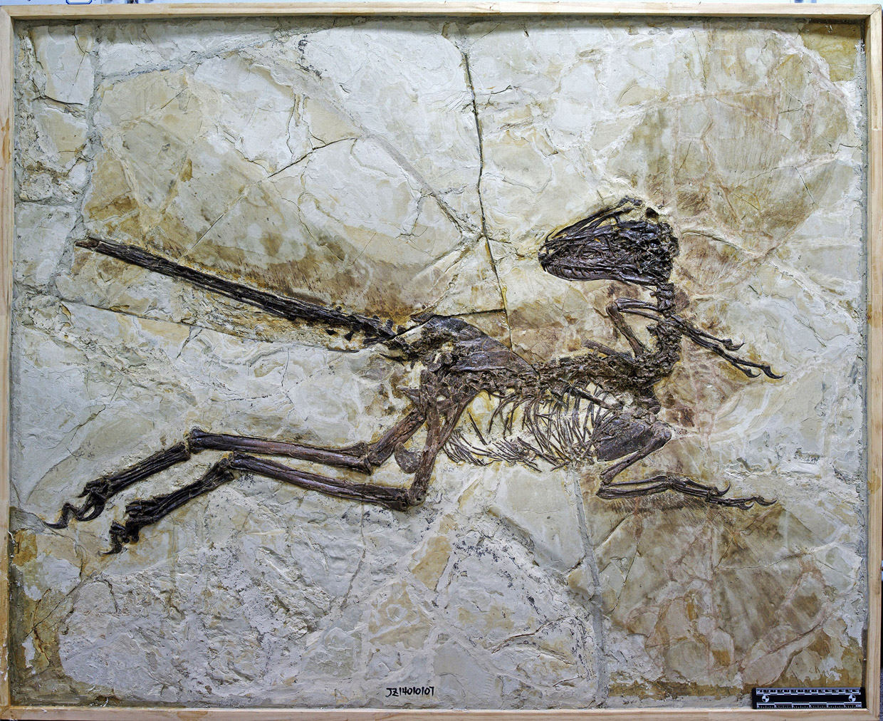PHOTO: This is an image provided by University of Edinburgh  taken in Jinzhou, China, in 2014 and released on Thursday July 16, 2015 of the fossil of a new species of dinosaur named Zhenyuanlong suni.