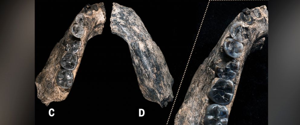 Jawbone Fossil Sheds New Light On The First Humans - ABC News